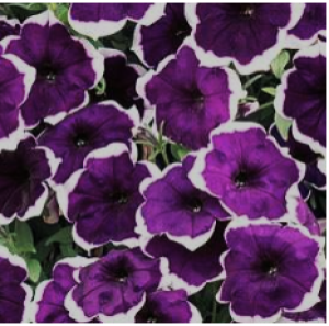 famous dark violet picotee_300x300